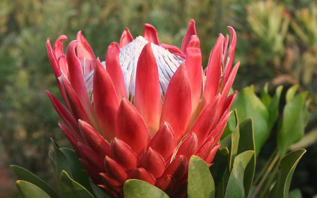 Member of the South African Nursery Association