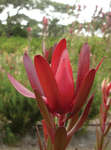 Cutflower, Erica, Leucadendron, Leucospermum, Protea