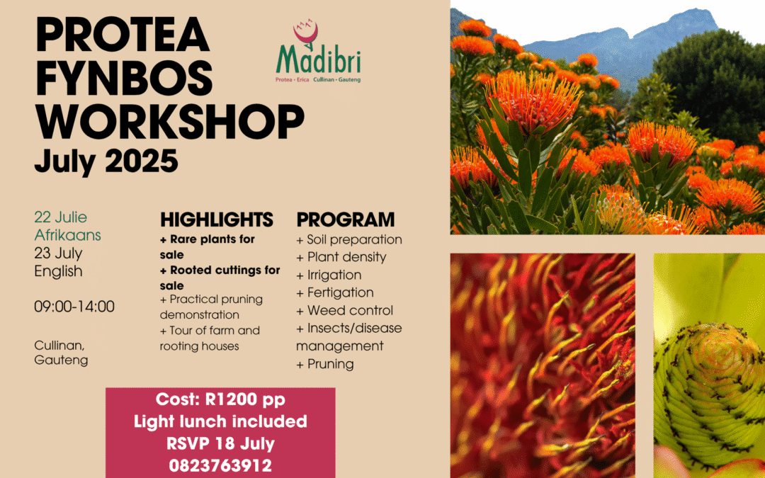 Workshop July 2025