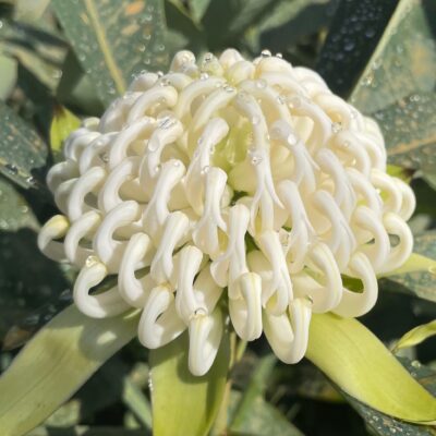 Waratah White